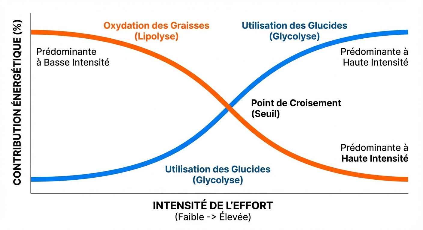 En nutrition sportive, graphique des courbes lipides vs glucides selon l'intensité de l'effort cardiaque