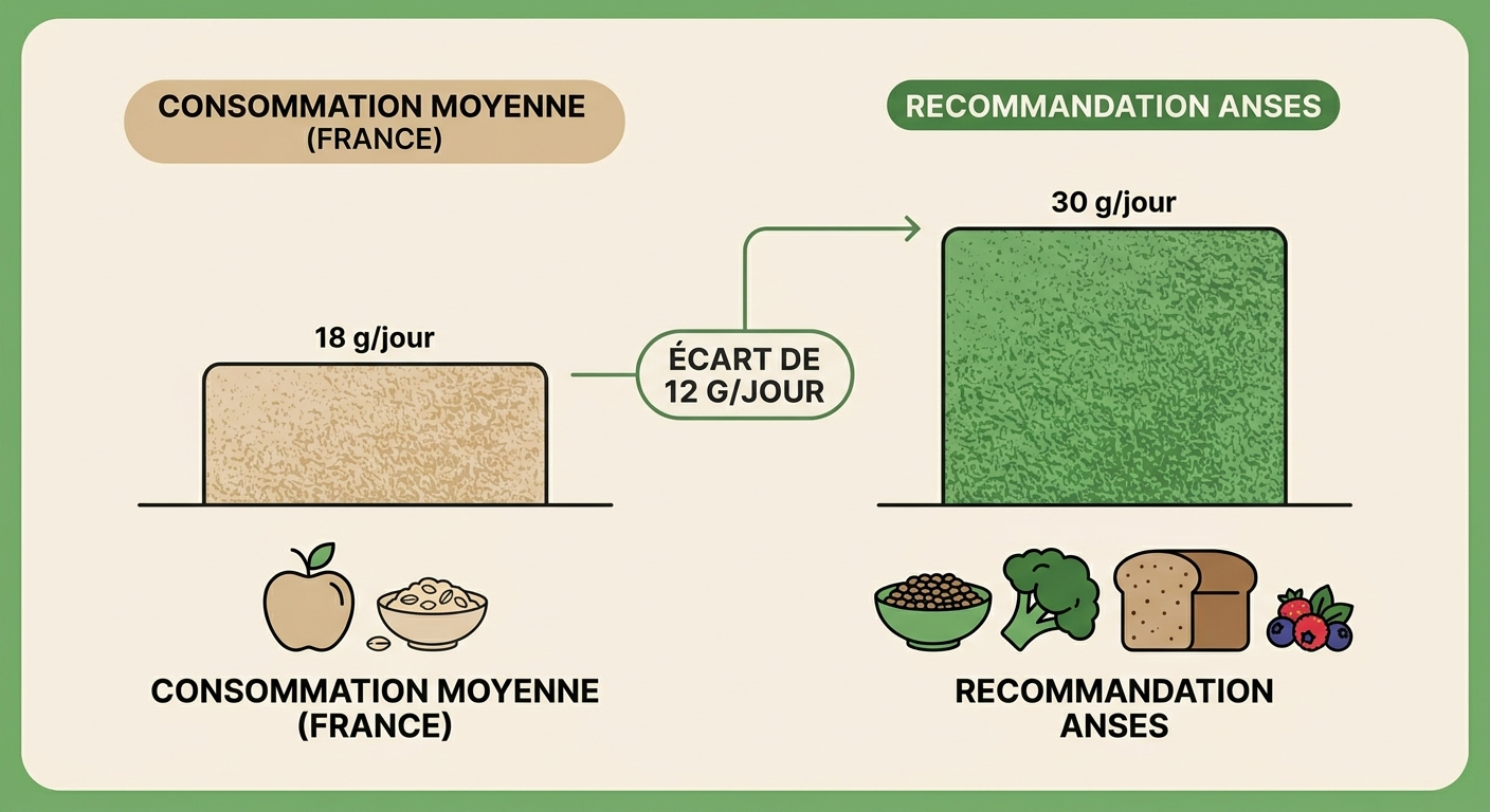 Infographie comparant consommation réelle et recommandation officielle de fibres alimentaires